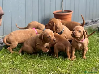 Hungarian Vizsla dogs 4 girls feft🐶 Hungerian Viszla Puppies 🐶😍 - Advert 2