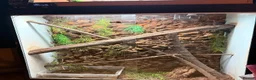Snake reptiles for sale: Coastal X carpet python hybrid in Lancing - Advert 4