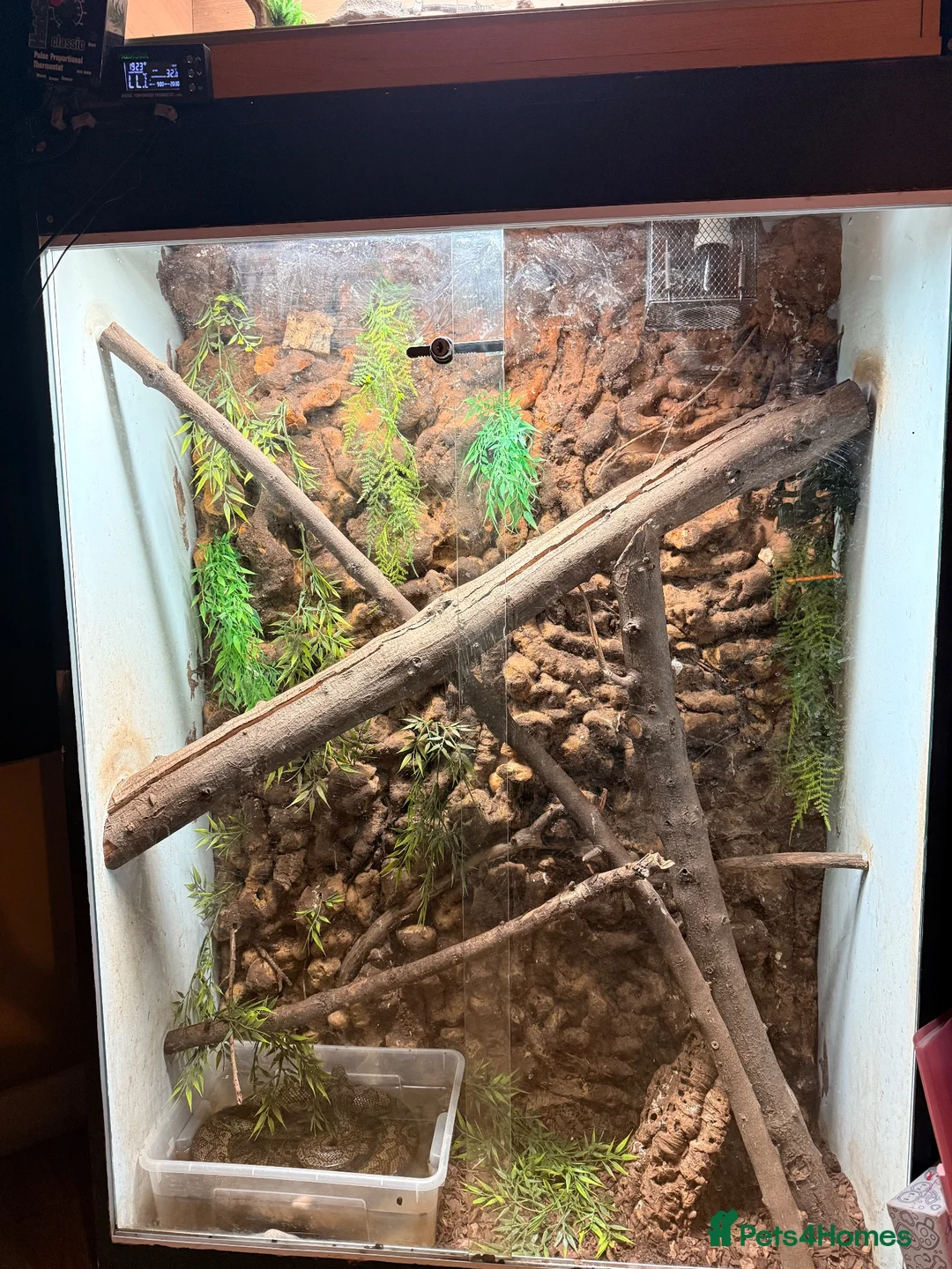 Snake reptiles for sale: Coastal X carpet python hybrid in Lancing - Advert 4
