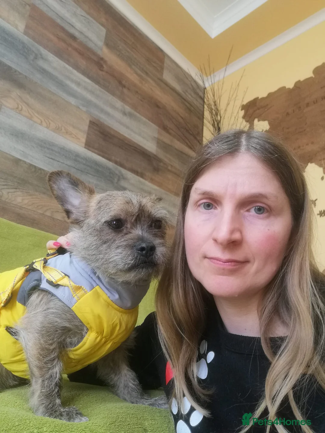 Mixed Breed dogs for adoption: 💙RONNIE Big Personality In Tiny Wrap Chorkie X - Advert 12