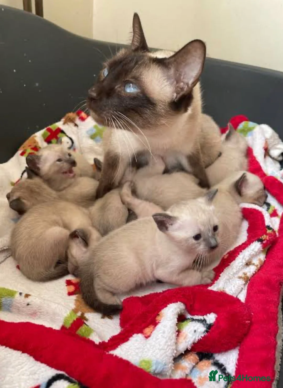 Siamese cats for sale: Last Siamese Kitten remaining - Ready to leave - Advert 2