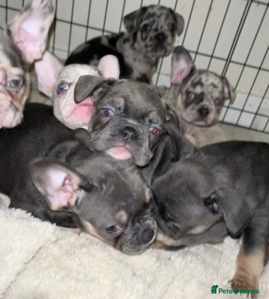 French Bulldog dogs for sale: READY NOW French bulldog pups REDUCED - Advert 22