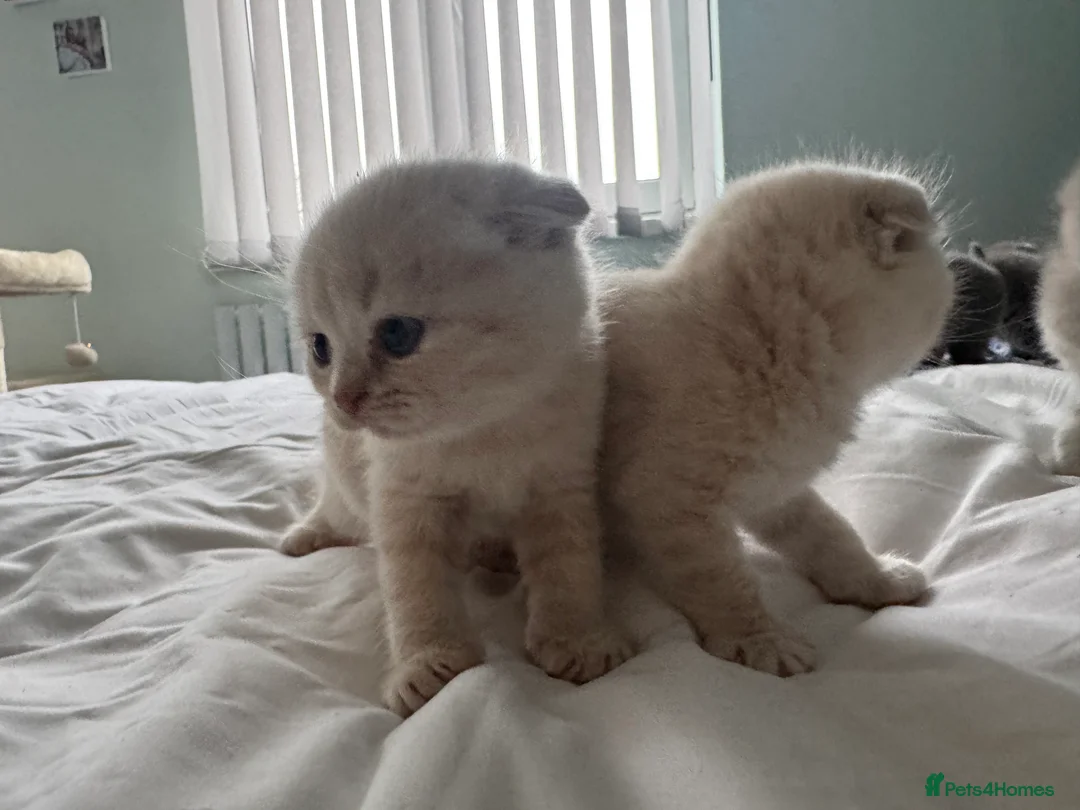 Scottish Fold cats for sale: Gorgeous pure breed kittens  - Advert 6