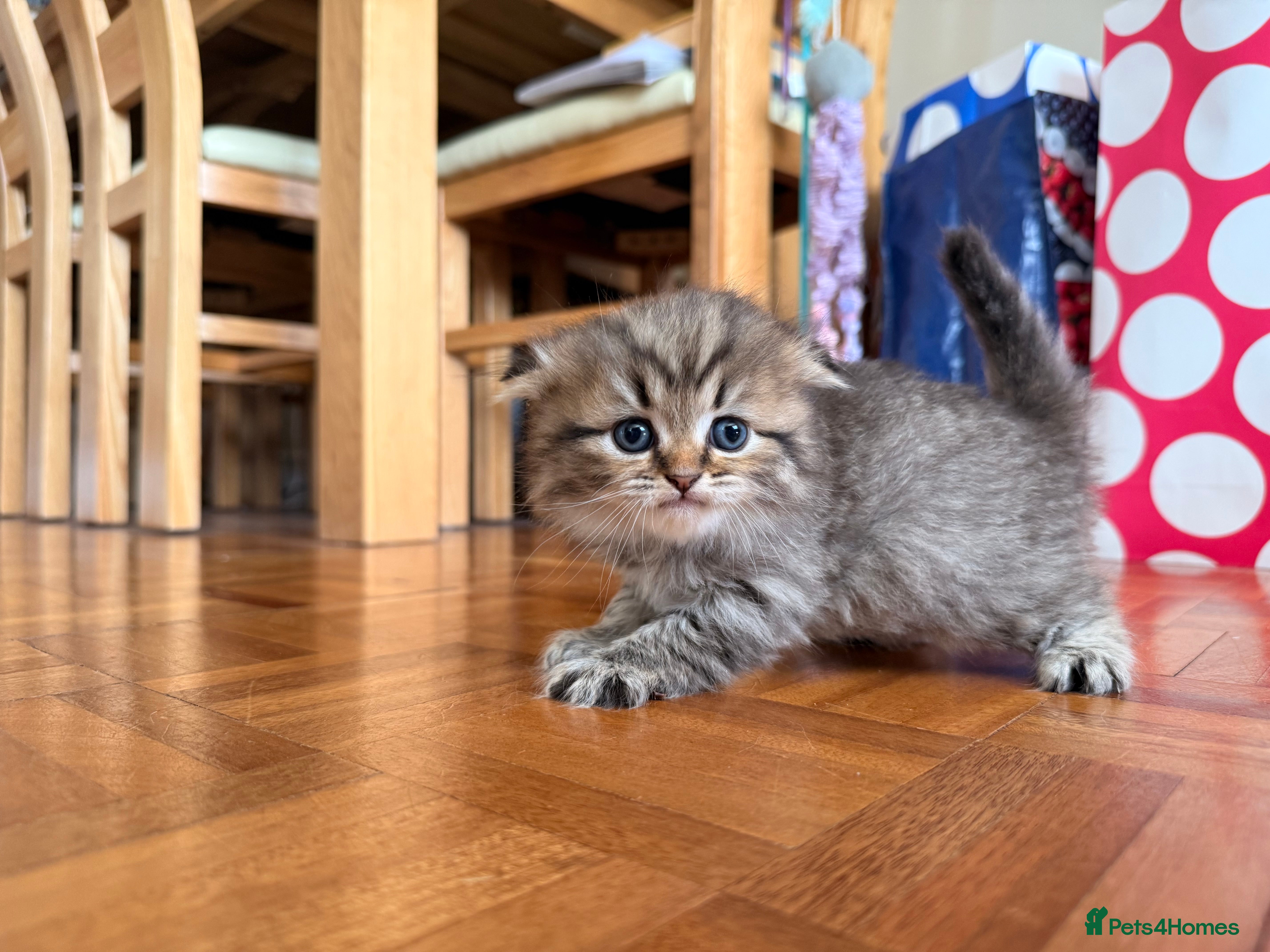 British Longhair cats for sale: Beautiful rainbow litter now available to reserve - Advert 12