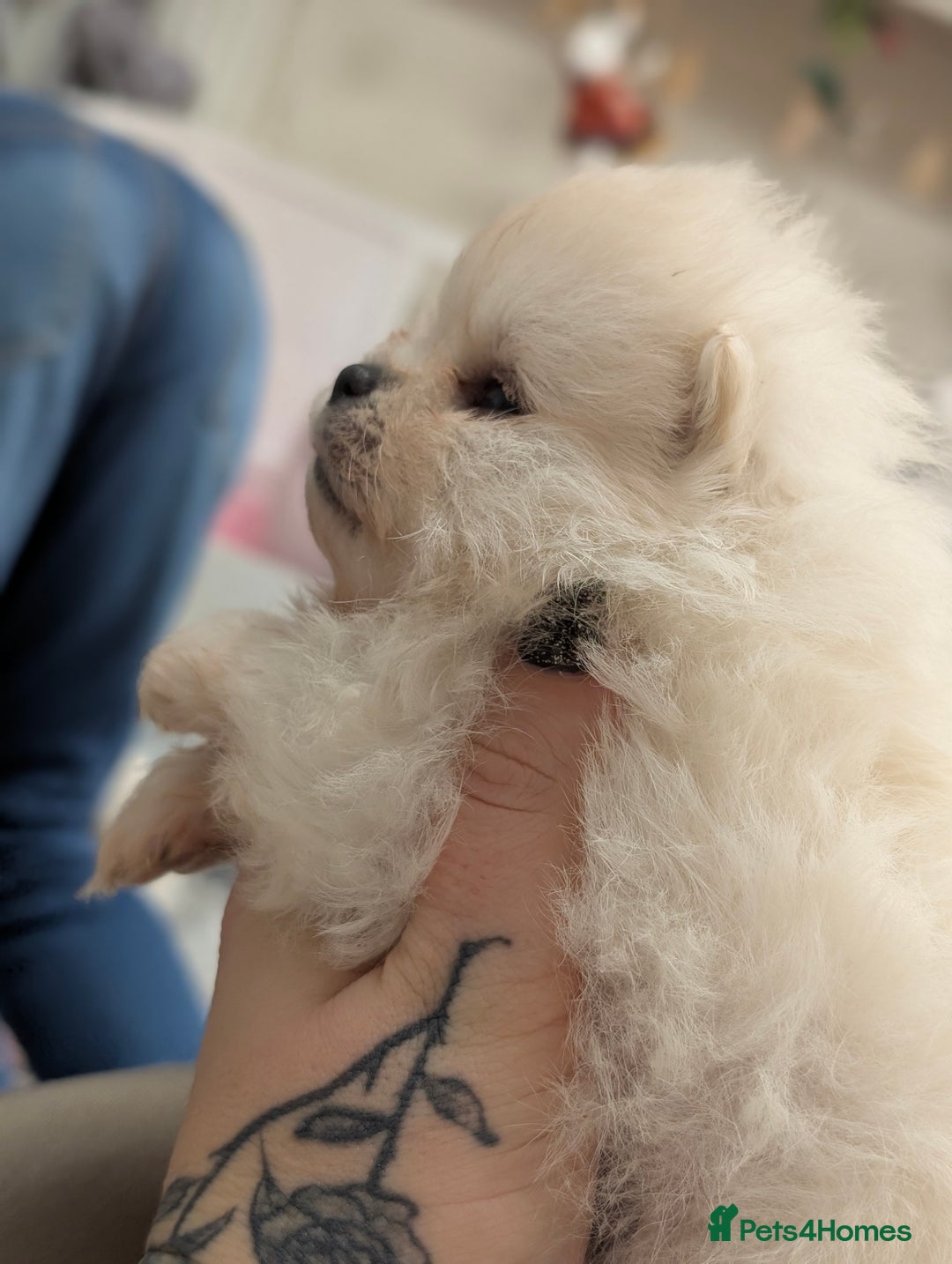 Pomeranian dogs for sale: Beautiful tiny Pomeranian girls  ONE LEFT  - Advert 2