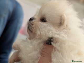 Pomeranian dogs Beautiful tiny Pomeranian girls ONE LEFT - Advert 15