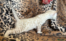 Bengal cats for sale: Outstanding Bengal kittens European Champion sire! - Image 7