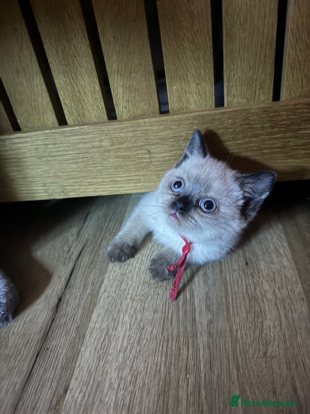 British Shorthair cats for sale:  British shorthair colourpoint pedigree kittens  - Image 6