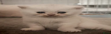 British Shorthair 3