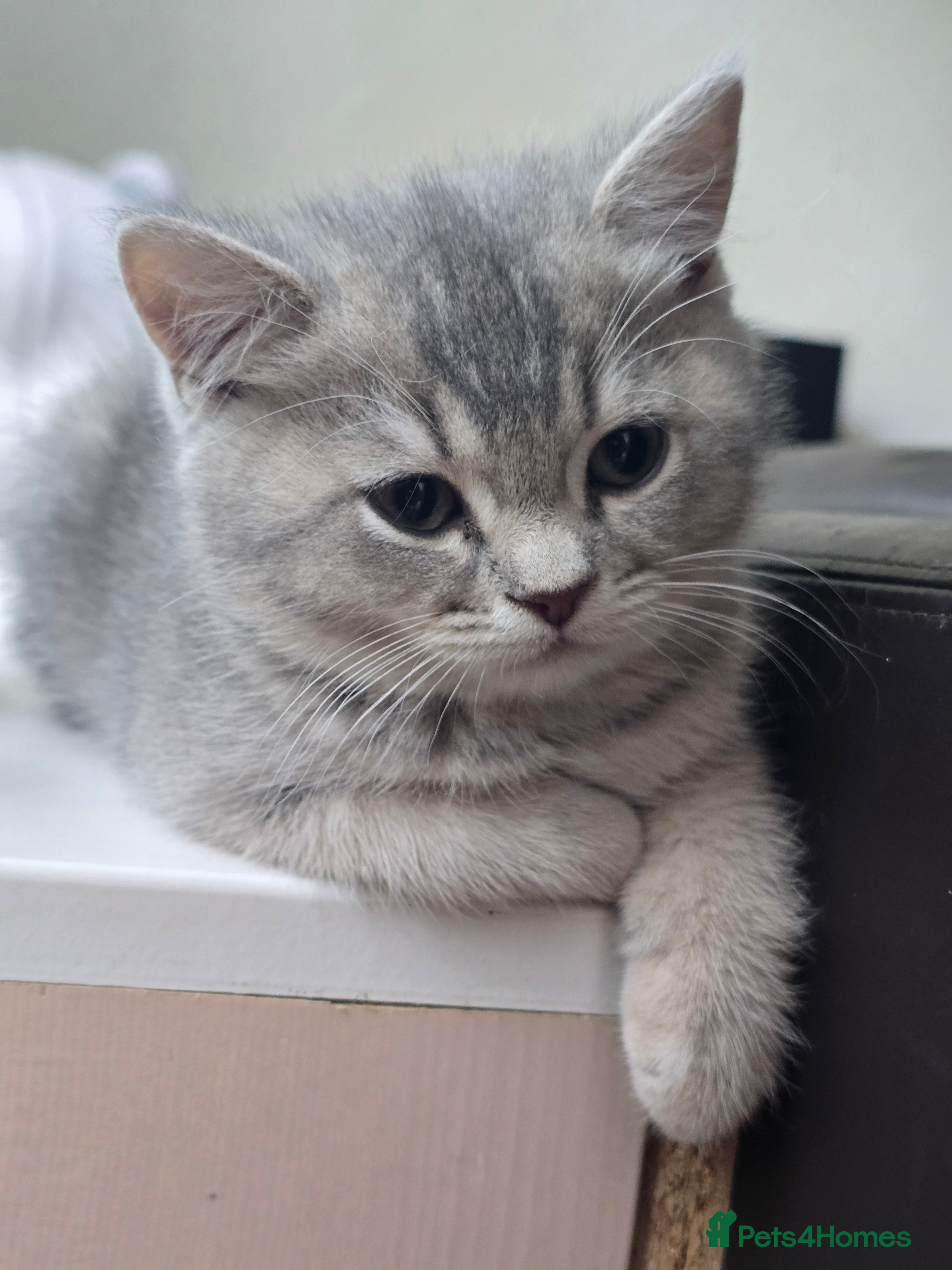 British Shorthair cats Adorable British Shorthair Kittens - Advert 1