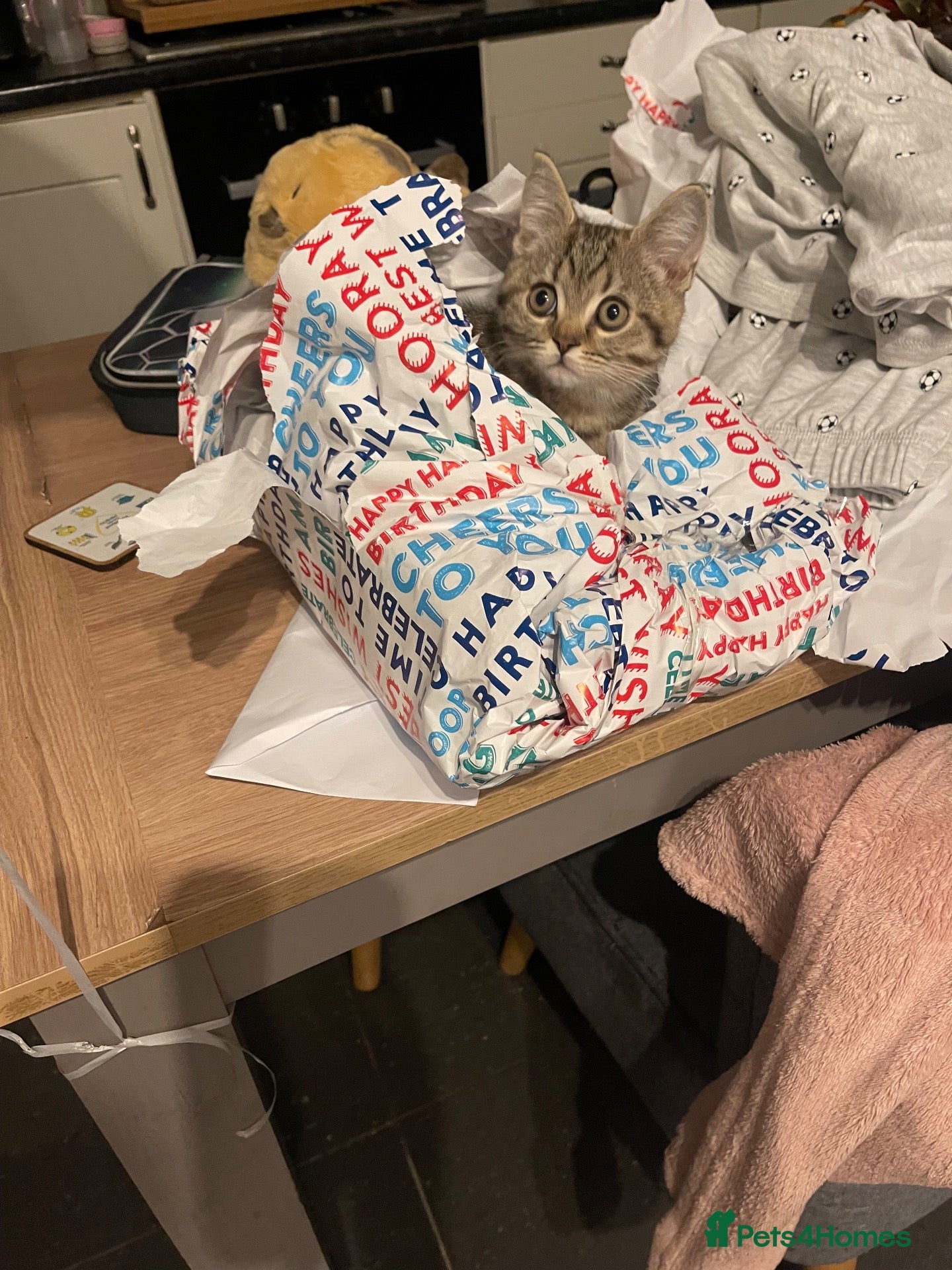 Scottish Fold cats 1 kitten ready now! ❤️ price reduced❤️ - Advert 3