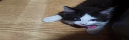 Mixed Breed cats for sale: Affectionate kitten seeking a loving forever home - Advert 4