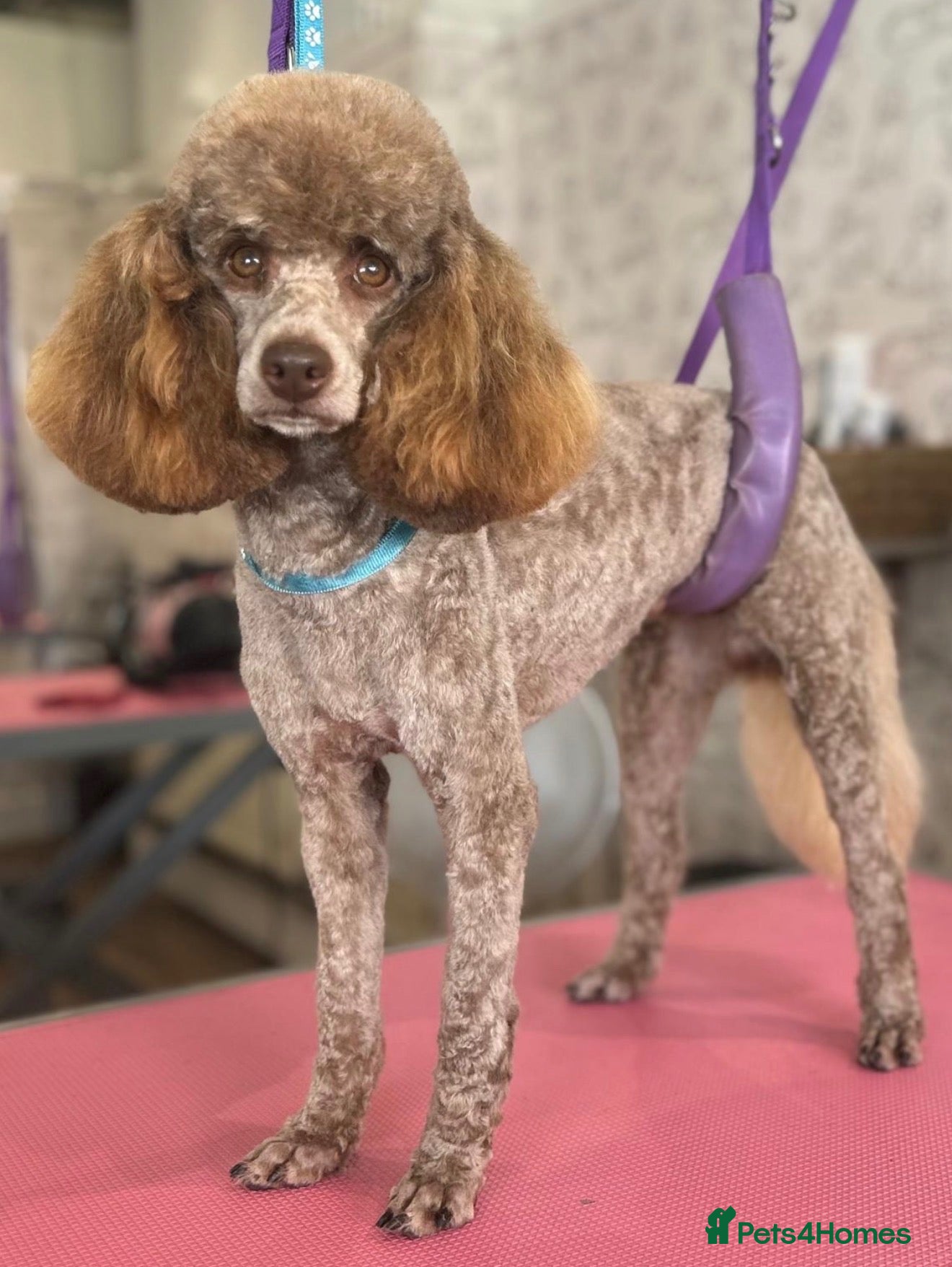 Miniature Poodle dogs 🩷Beautiful Mini Poodle Puppies - Ready Now 💜 - Advert 2