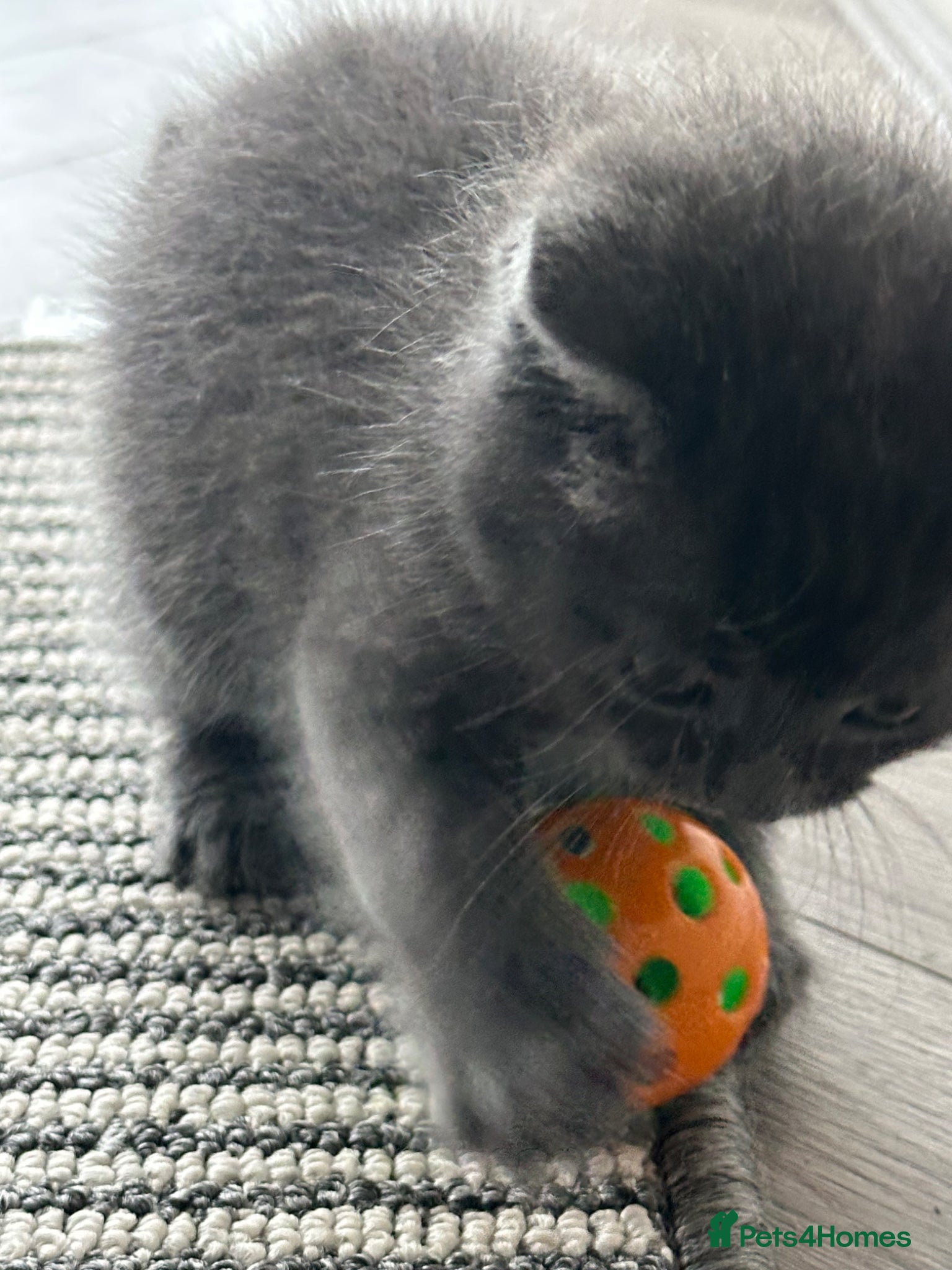 Mixed Breed cats Grey kitten  - Advert 2