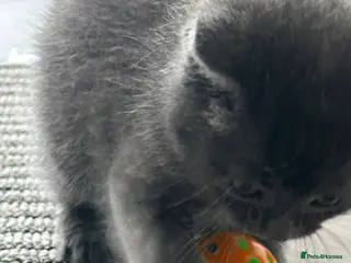 Mixed Breed cats Grey kitten - Advert 2