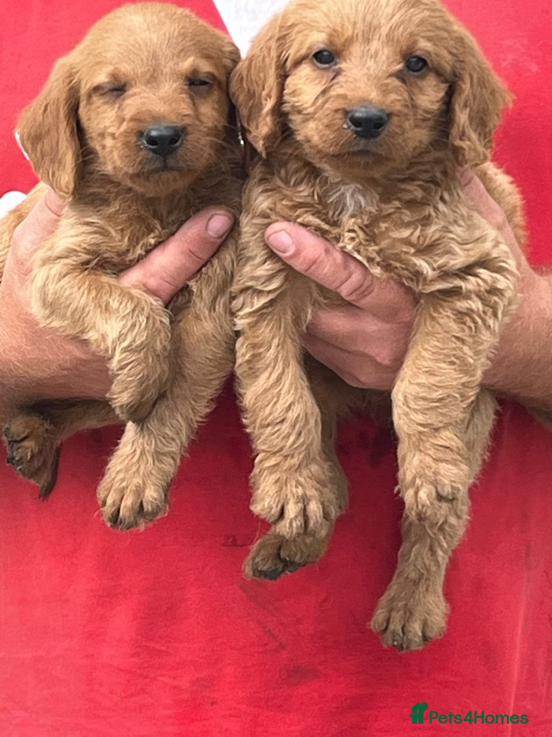 Labradoodle dogs for sale: Labradoodle  - Image 5