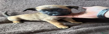 Belgian Shepherd Dog 2