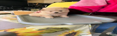 Pomeranian Puppy 5