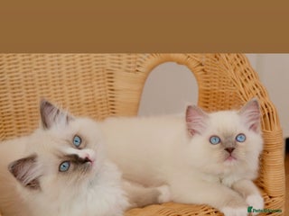 Ragdoll cats Beautiful Ragdoll Kittens - Advert 4