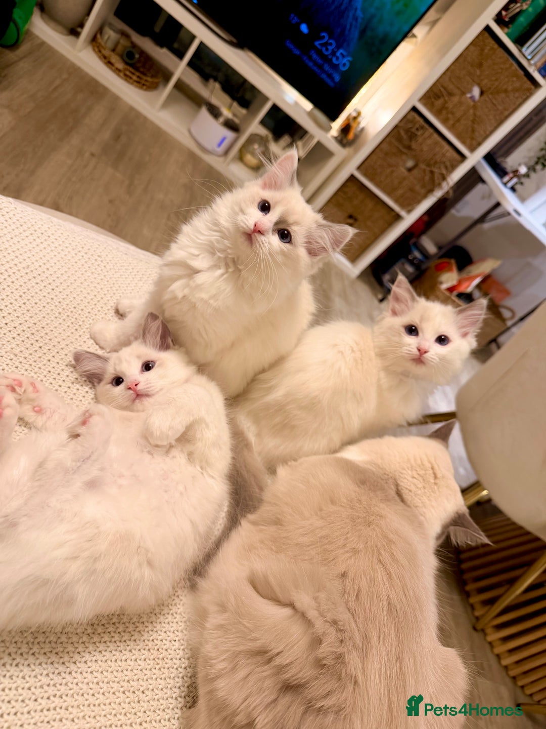 Ragdoll cats for sale: Beautiful Ragdoll Kittens – Stunning & Ready Soon - Advert 1