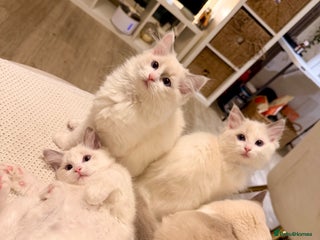 Ragdoll cats Beautiful Ragdoll Kittens – Stunning & Ready Soon - Advert 1