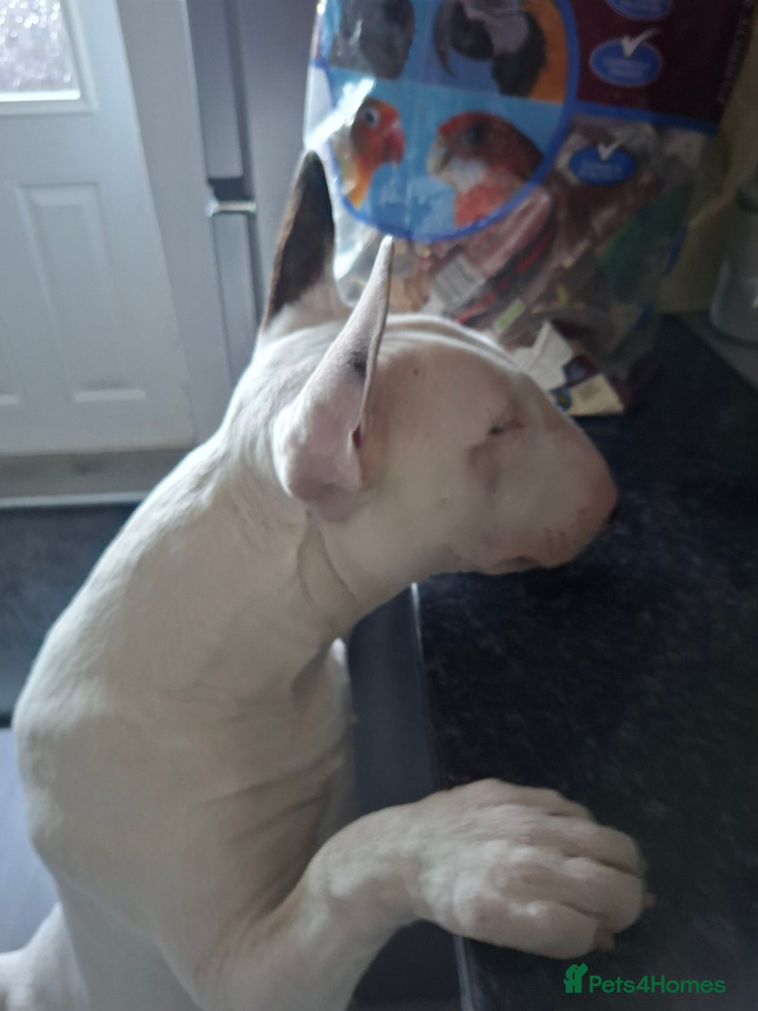 English Bull Terrier dogs for sale: 7 month old english bull terrier  - Advert 8