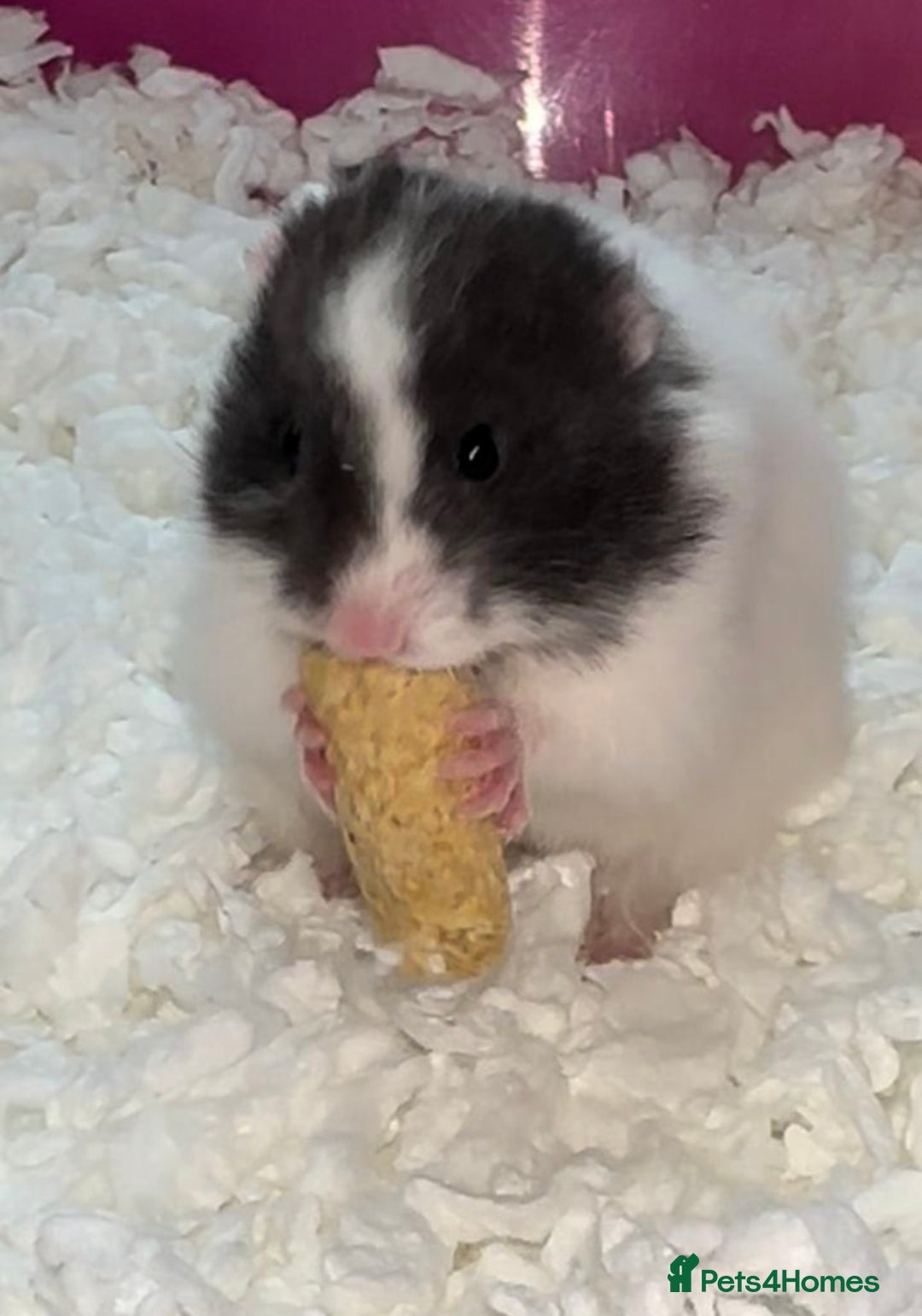 Hamster rodents for sale: Baby hamsters - Image 23