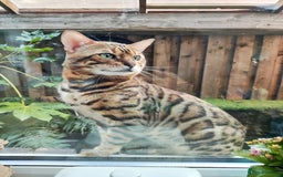 Bengal cats for sale: 🐆Rehoming our Beautiful 🔥Bengal Cats 🥺 TICA Reg - Image 18