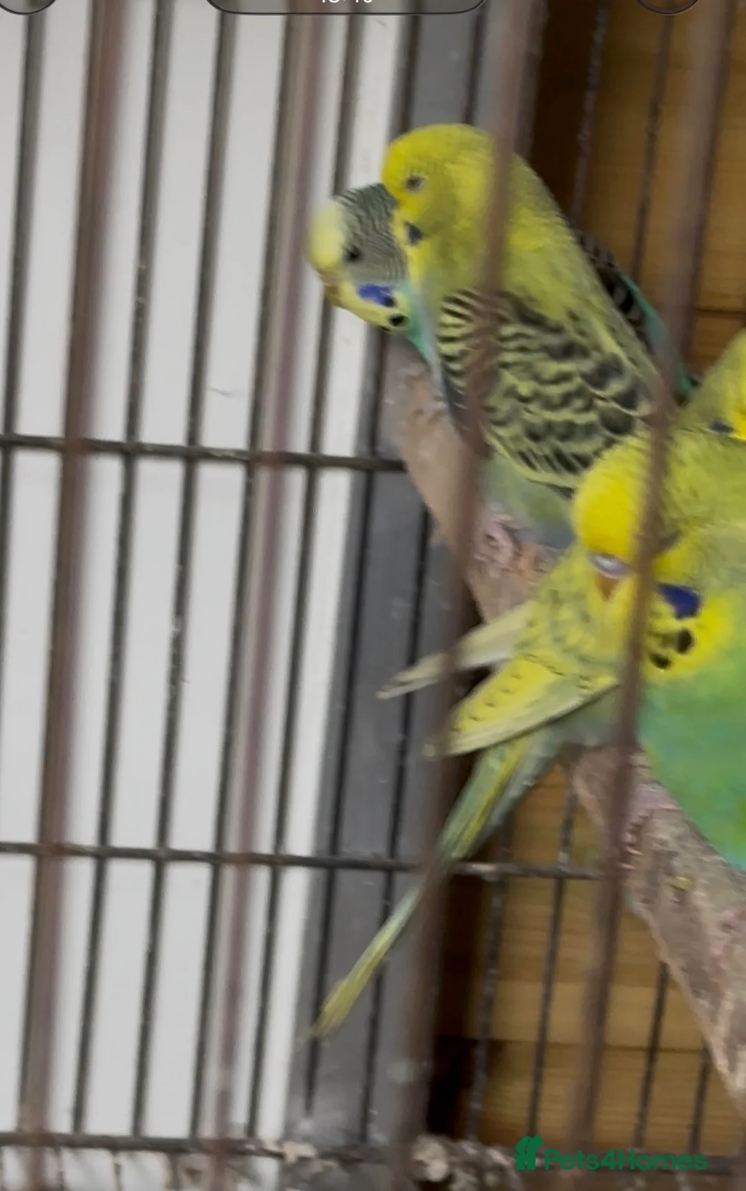 Budgerigars birds for sale: Budgies for sale in Boston - Advert 2