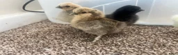 Chickens poultry for sale: Silkie chicks available  - Advert 1