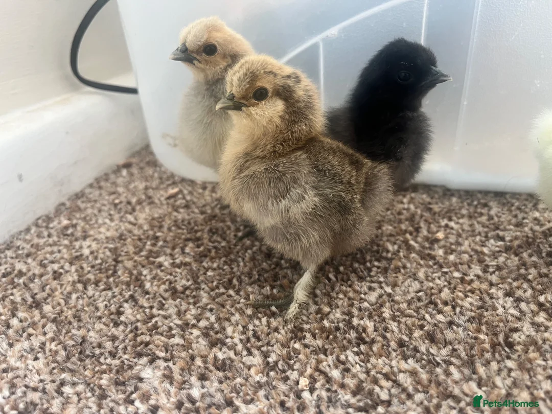 Chickens poultry for sale: Silkie chicks available  - Advert 1
