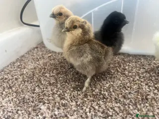 Chickens poultry Silkie chicks available - Advert 1