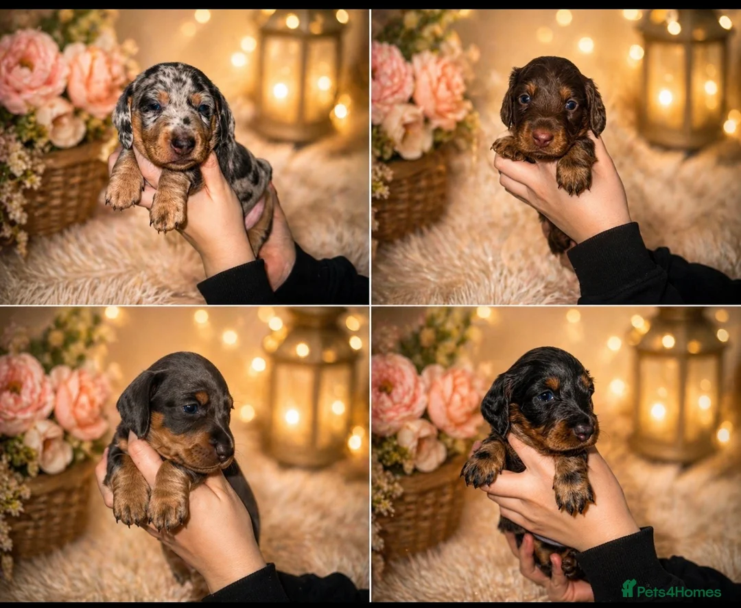 Miniature Dachshund dogs for sale: 2 remaining long haired girls miniature dachshund  - Advert 1
