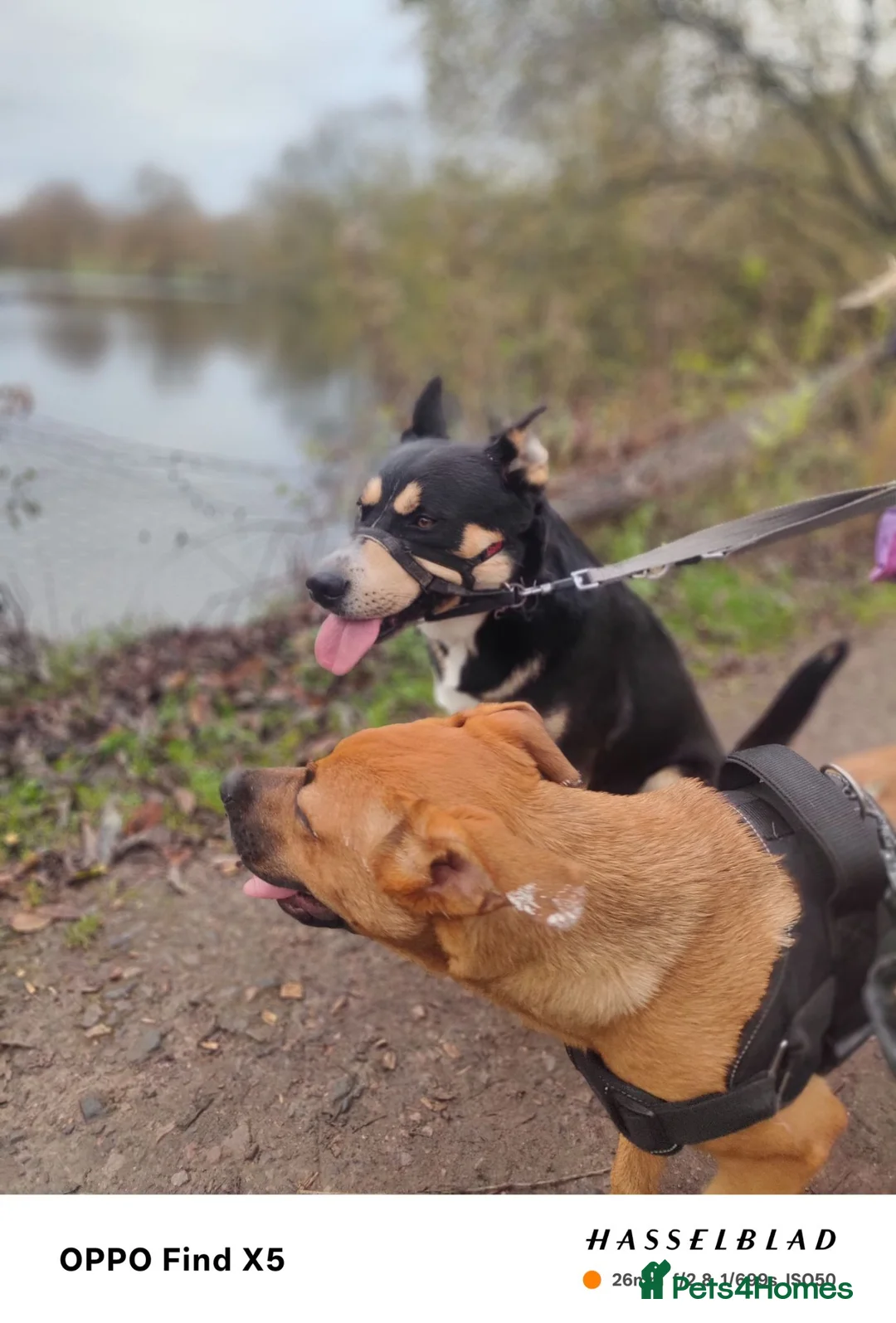 Mixed Breed dogs for sale: Puppies for sale in Welwyn Garden City - Advert 1