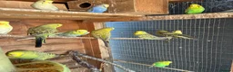 Budgerigars birds for sale: Aviary-bred Budgies’s  - Advert 7
