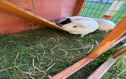 Guinea Pig rodents for sale: Two male guinea pigs  - Image 4
