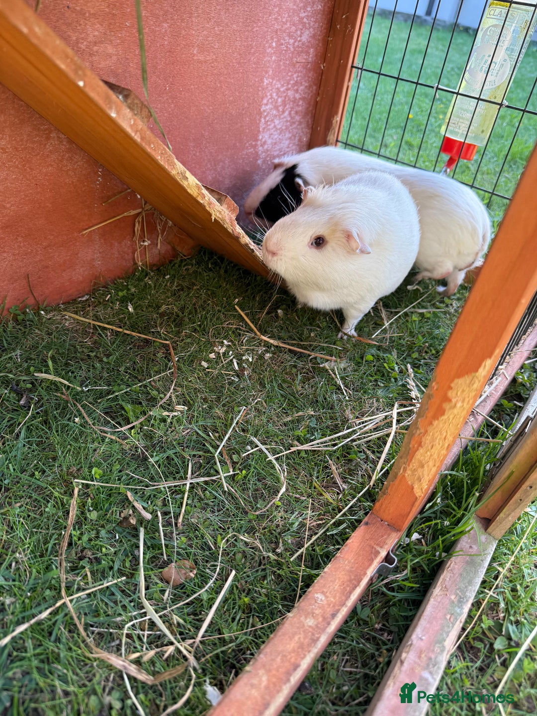 Guinea Pig rodents for sale: Two male guinea pigs  - Image 4