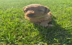 Miniature Poodle dogs for sale: KC registered Miniature Red poodles for Sale - Image 10