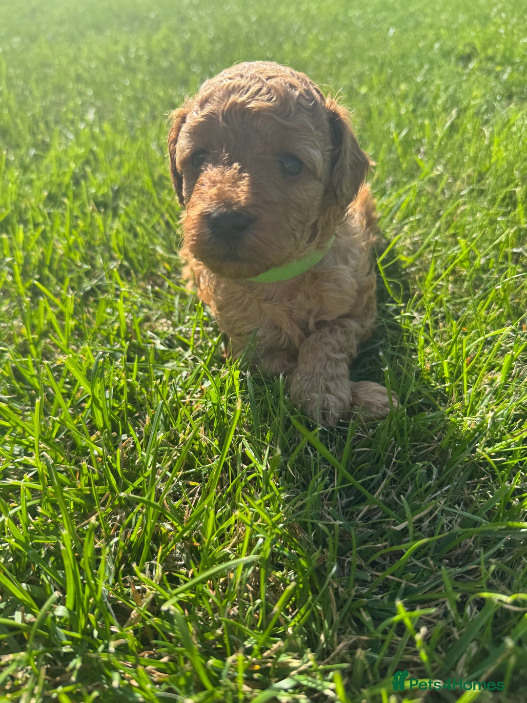Miniature Poodle dogs for sale: KC registered Miniature Red poodles for Sale - Image 10