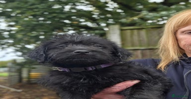 Labradoodle dogs - Advert 5
