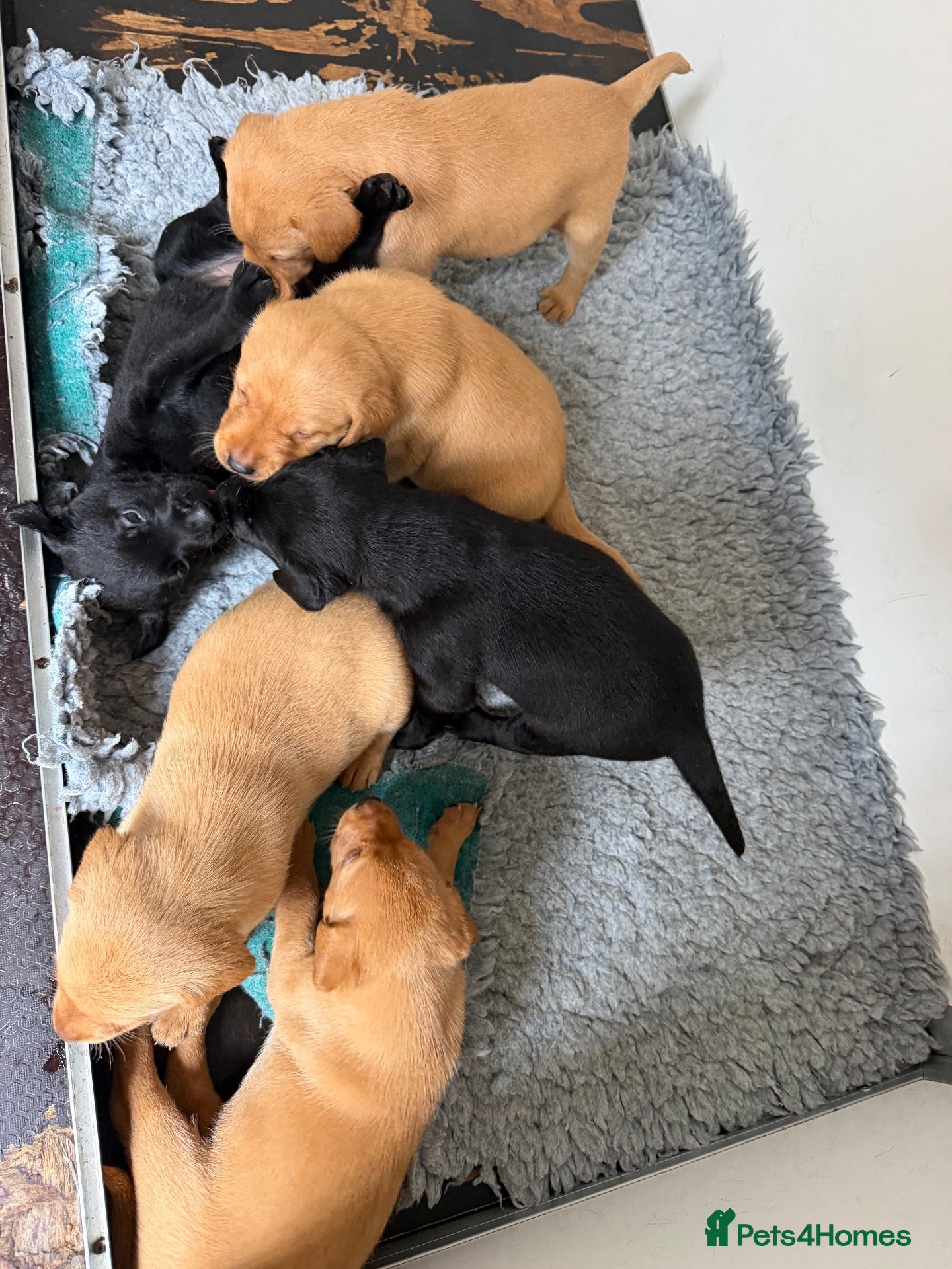 Labrador Retriever dogs 1st Class ⭐️⭐️⭐️⭐️⭐️ Licensed - Advert 1