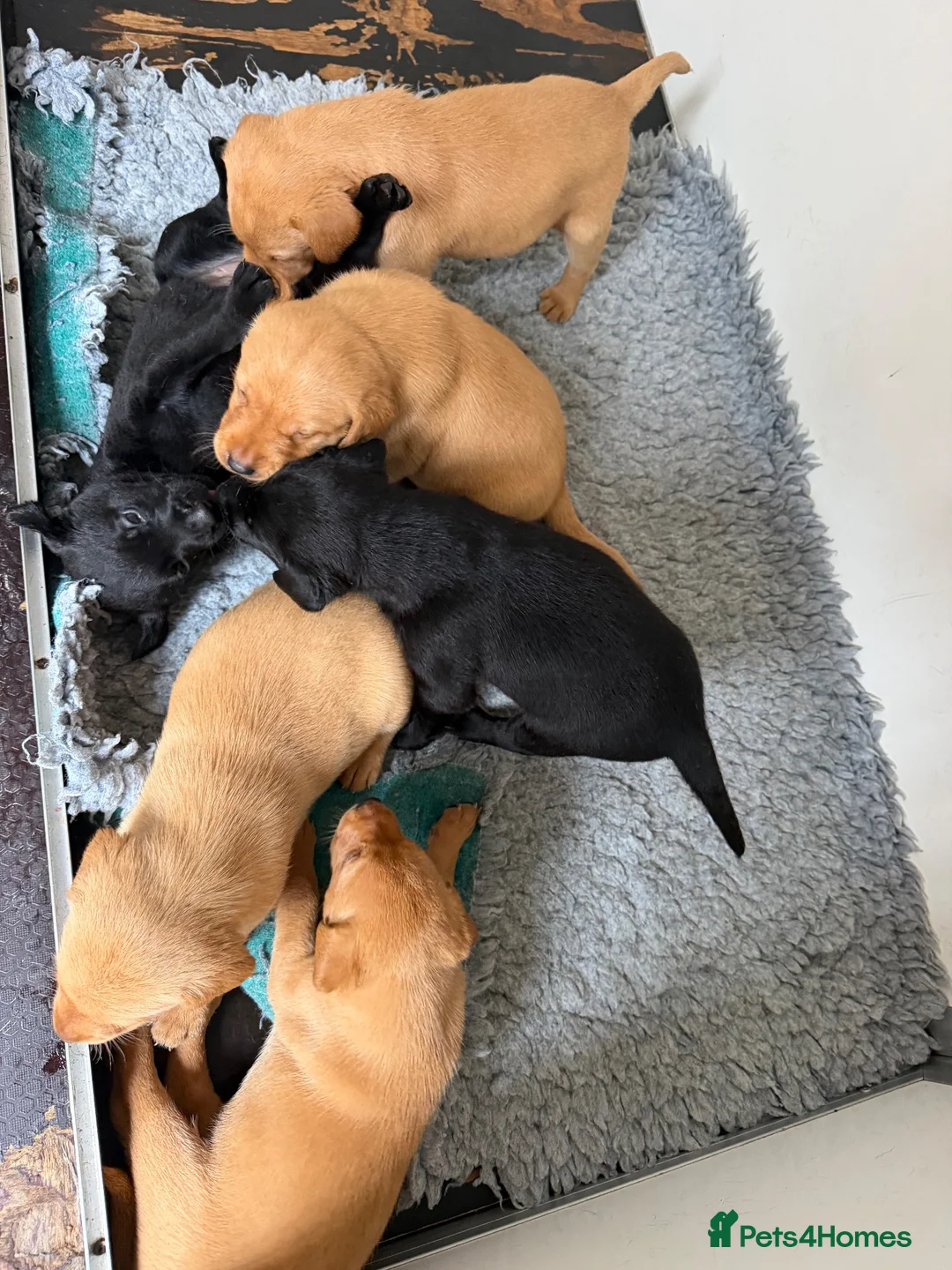 Labrador Retriever dogs for sale: 1st Class ⭐️⭐️⭐️⭐️⭐️ Licensed - Advert 1