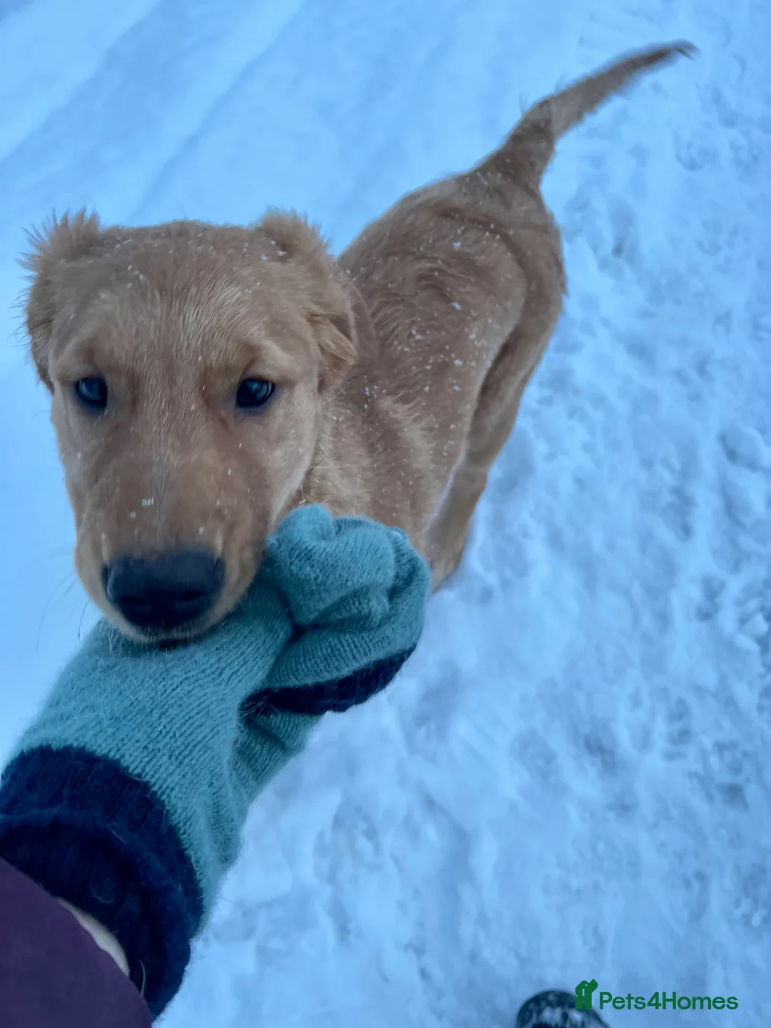 Golden Retriever dogs for sale: Guardian home opportunities - Advert 4