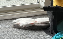 Scottish Fold cats for sale: 3 purring lovebugs - Image 9