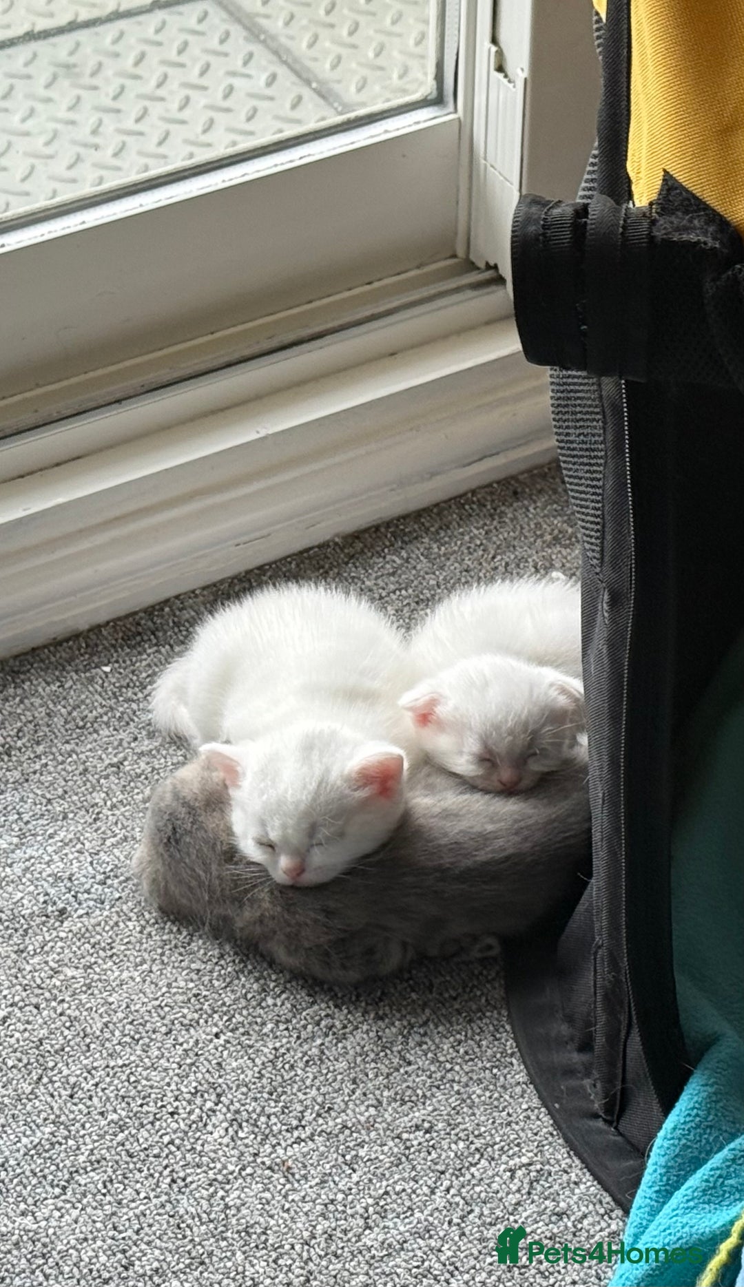 Scottish Fold cats for sale: 3 purring lovebugs - Image 9