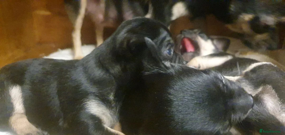 Chihuahua dogs for sale: Beautiful chihuahua puppies  - Advert 2