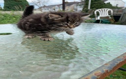 Mixed Breed cats for sale: Maine coon x Tabby kittens  - Image 5