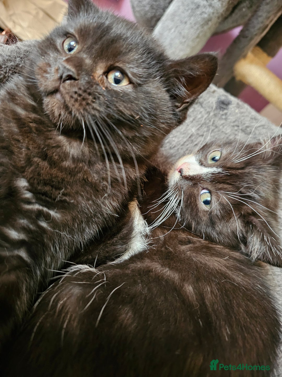 Mixed Breed cats for sale: Black and black and white BSH mix DSH - Advert 8