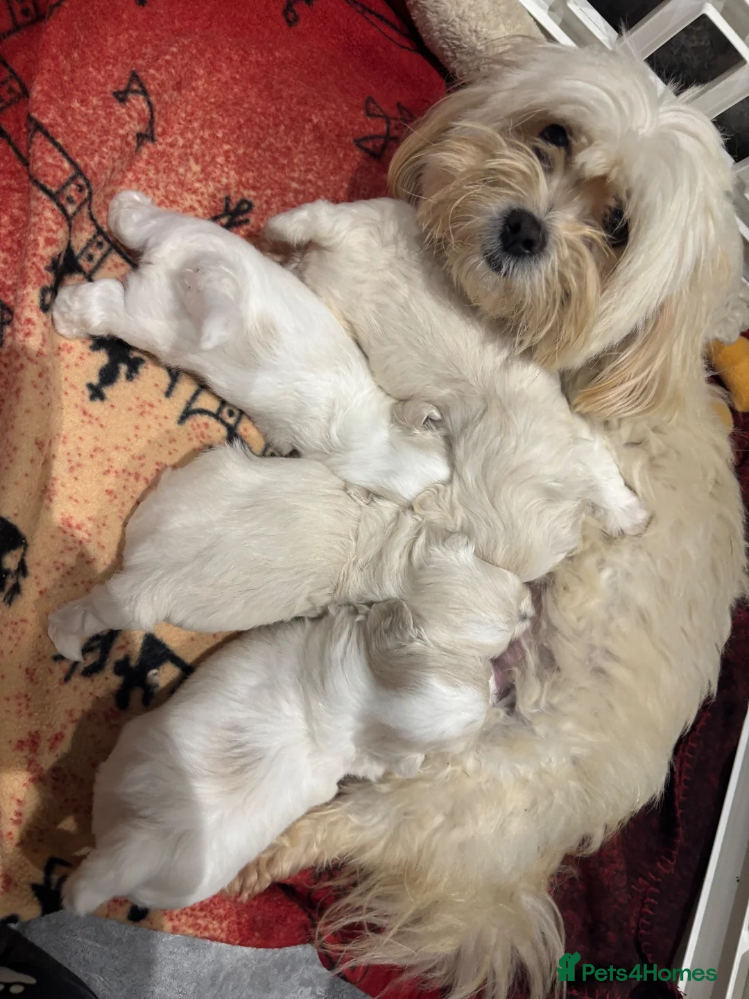 Maltipoo dogs for sale: F1 Maltipoo true miniature  - Advert 15