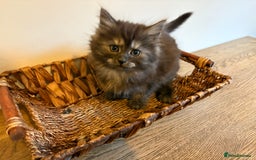 Maine Coon cats for sale: 🐾 Russian Maine Coon Kittens – TICA Registered 🐾 - Image 7